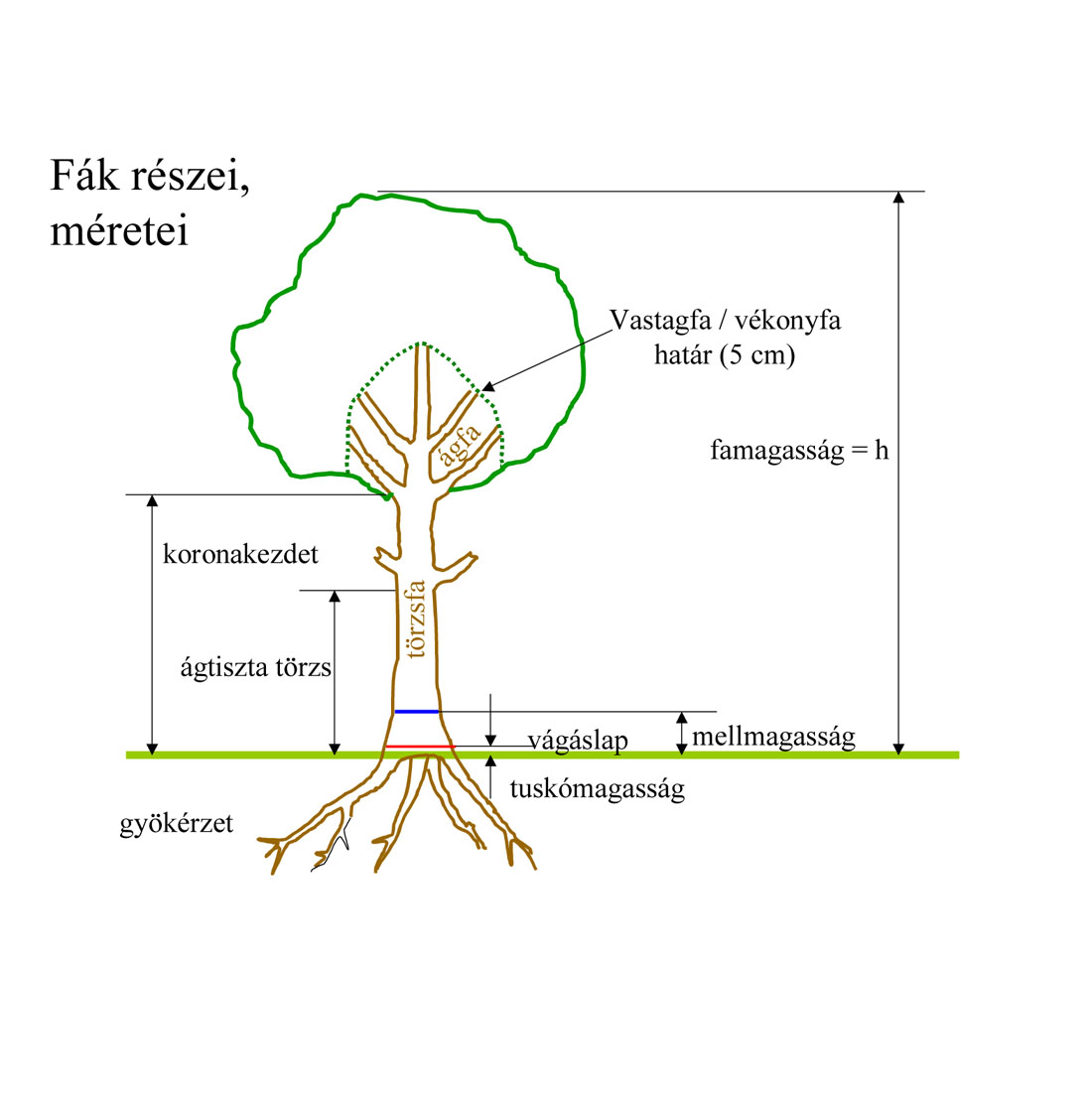 Fák tulajdonságai